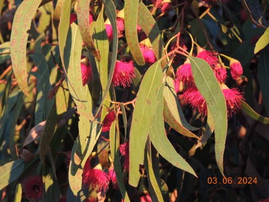 Redflowering Eukalypt